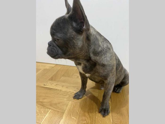 mikro francuski buldog besplatni mali oglasi
