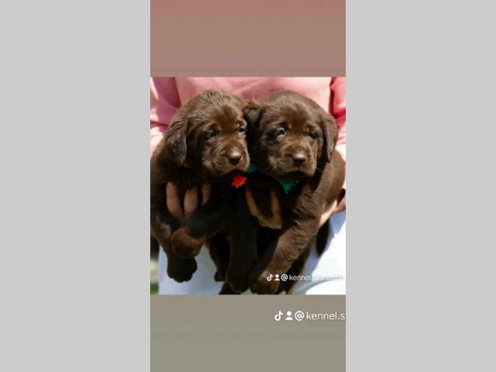 labrador retriver štenci besplatni mali oglasi