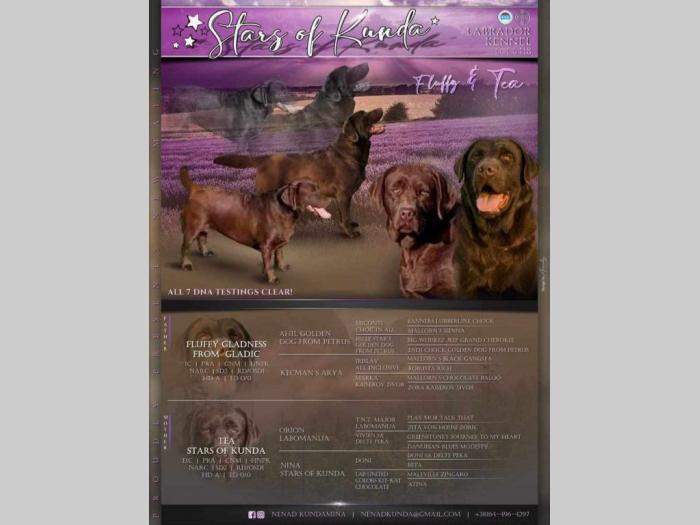 labrador retriver štenci besplatni mali oglasi