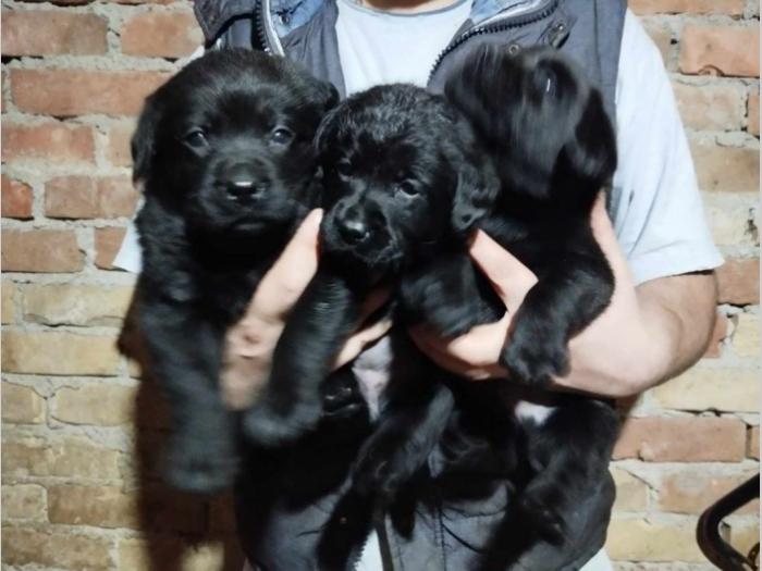 labrador retriver štenci besplatni mali oglasi