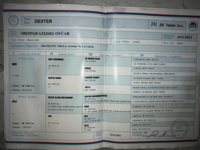 srednjeazijski ovčar vrhunski štenci besplatni mali oglasi