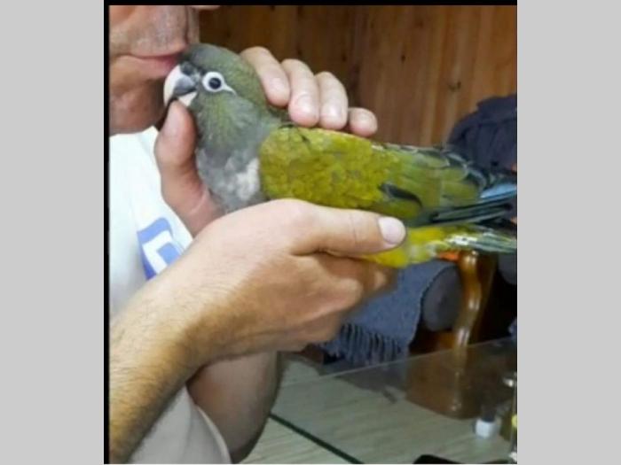 ručno hranjeni papagaji besplatni mali oglasi