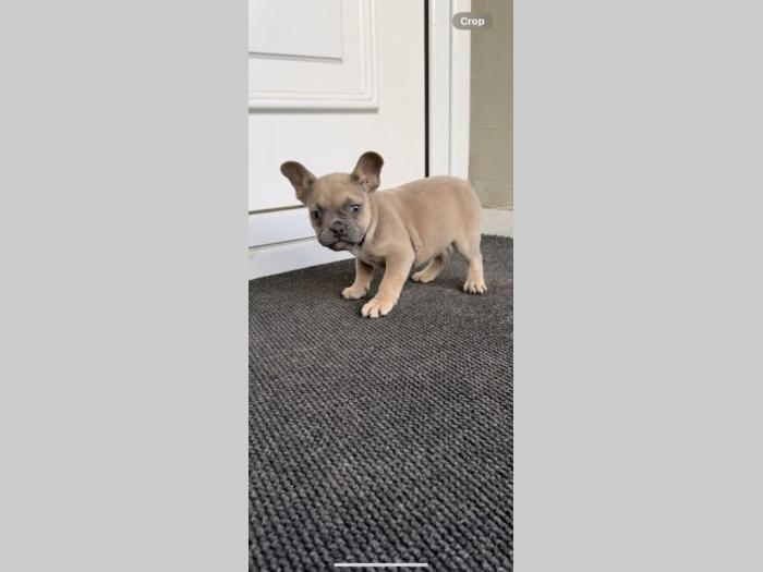 francuski buldog štene besplatni mali oglasi