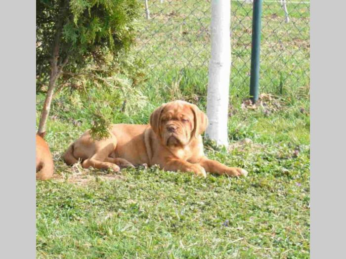 bordoška doge vrhunske ženke besplatni mali oglasi