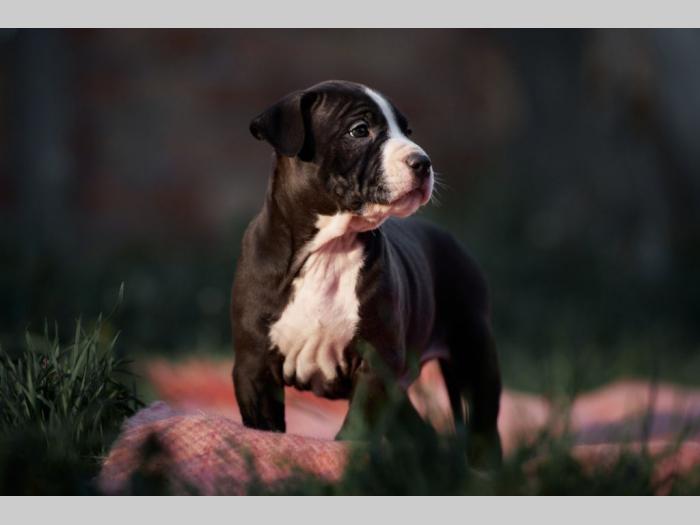 pit bul prelepi štenci besplatni mali oglasi