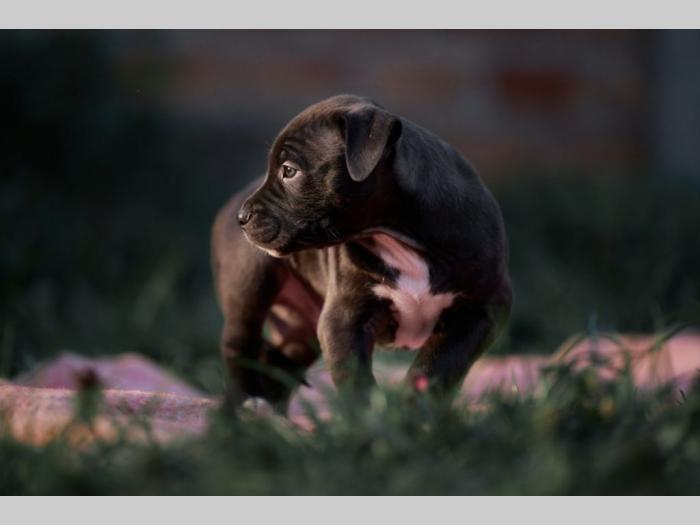 pit bul prelepi štenci besplatni mali oglasi