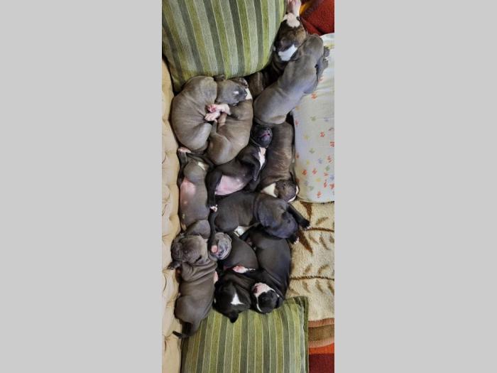 pit bul prelepi štenci besplatni mali oglasi