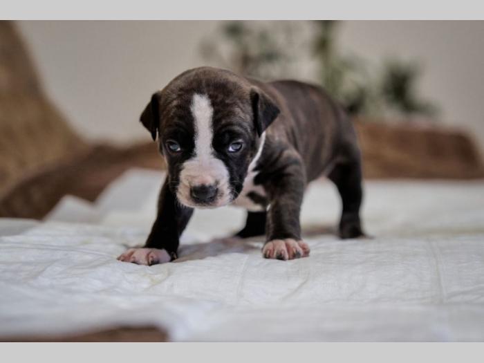 pit bul prelepi štenci besplatni mali oglasi