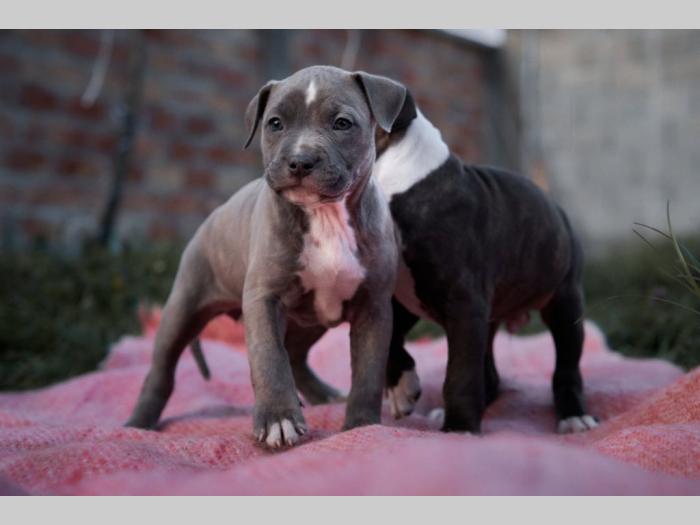 pit bul prelepi štenci besplatni mali oglasi