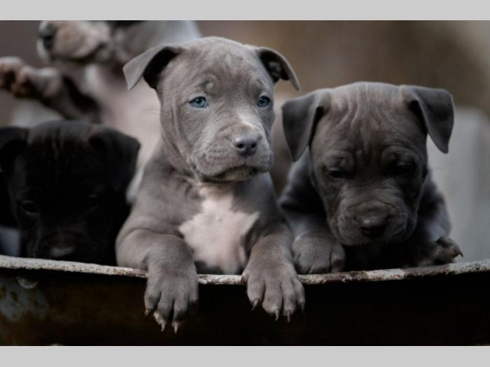 pit bul prelepi štenci besplatni mali oglasi