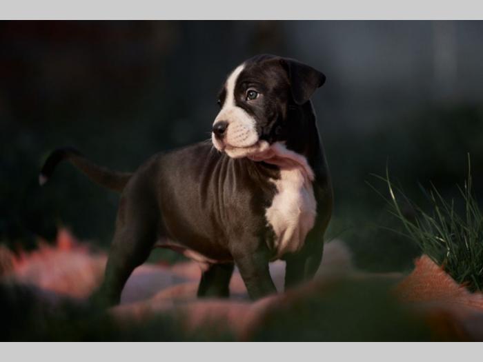pit bul prelepi štenci besplatni mali oglasi
