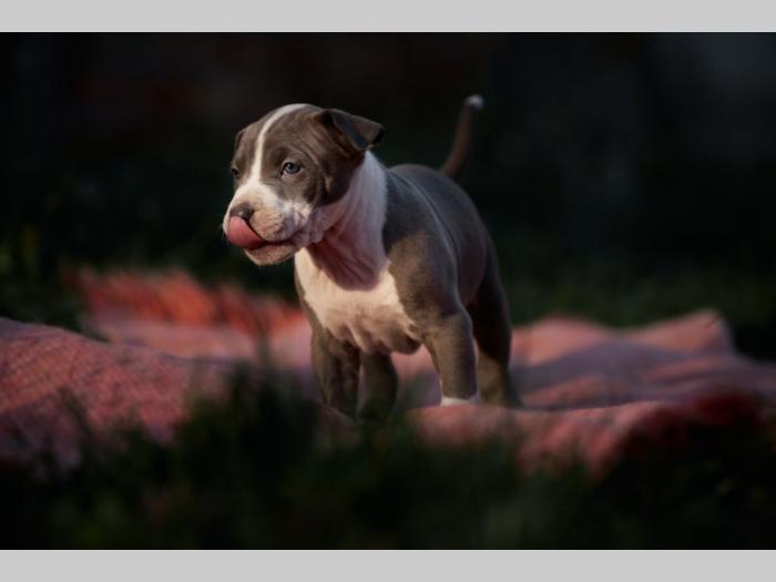 pit bul prelepi štenci besplatni mali oglasi