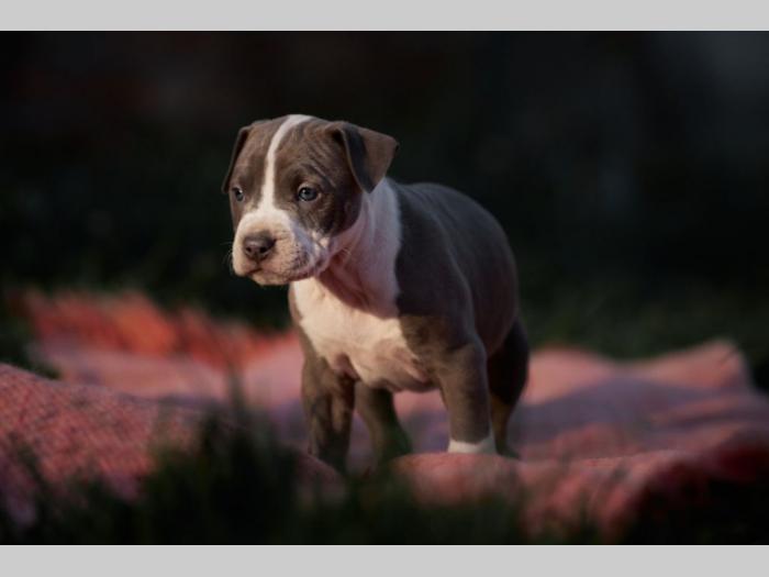 pit bul prelepi štenci besplatni mali oglasi