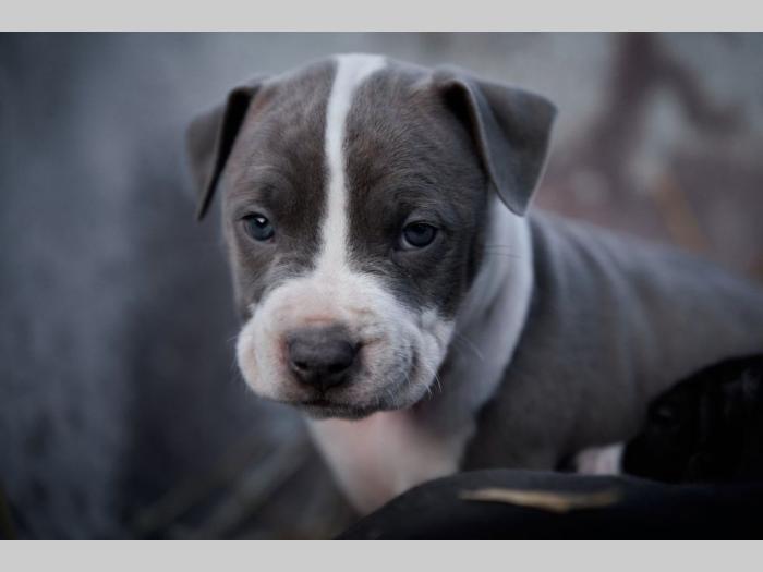 pit bul prelepi štenci besplatni mali oglasi
