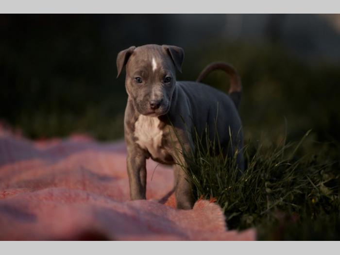 pit bul prelepi štenci besplatni mali oglasi