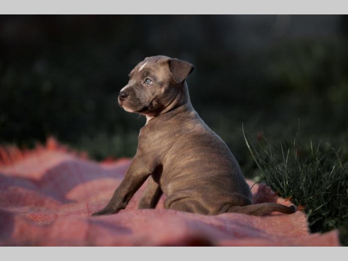 pit bul prelepi štenci besplatni mali oglasi