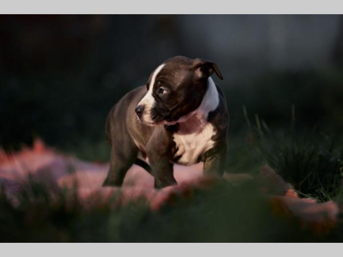 pit bul prelepi štenci besplatni mali oglasi
