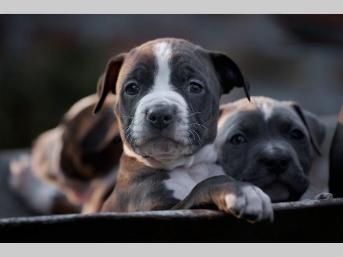 pit bul prelepi štenci besplatni mali oglasi