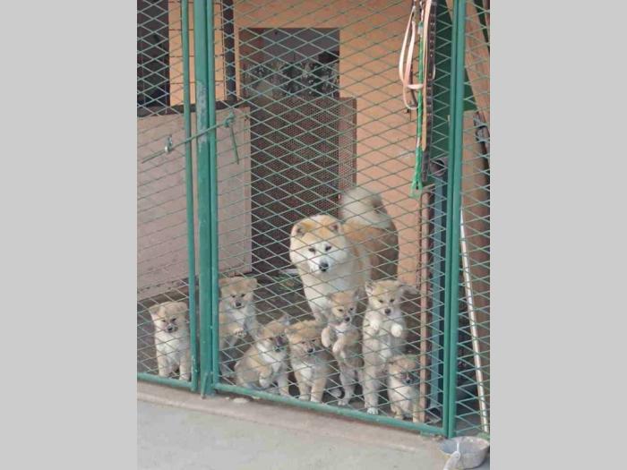 štenci japanske akite (akita inu) besplatni mali oglasi
