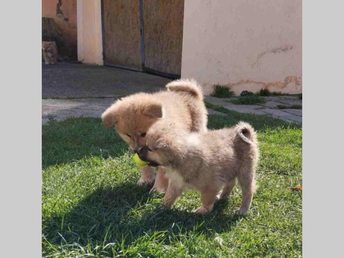 štenci japanske akite (akita inu) besplatni mali oglasi