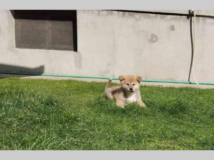 štenci japanske akite (akita inu) besplatni mali oglasi