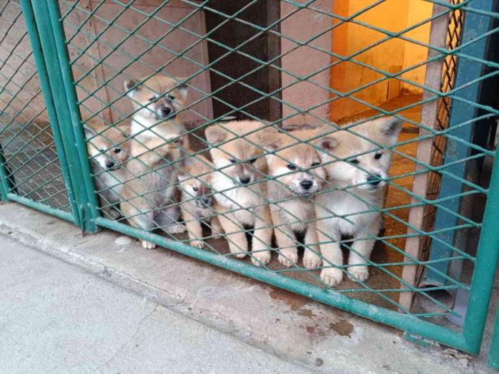 štenci japanske akite (akita inu) besplatni mali oglasi