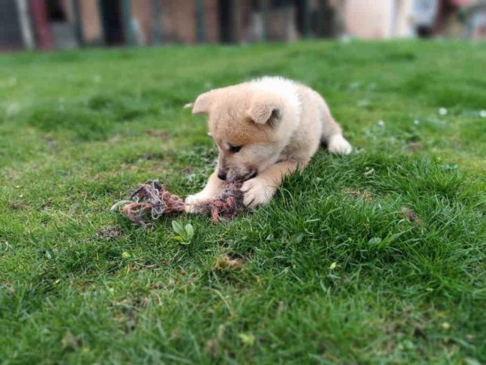 štenci japanske akite (akita inu) besplatni mali oglasi