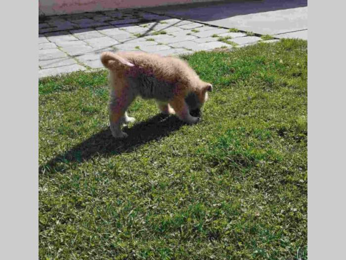 štenci japanske akite (akita inu) besplatni mali oglasi