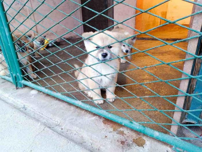 štenci japanske akite (akita inu) besplatni mali oglasi