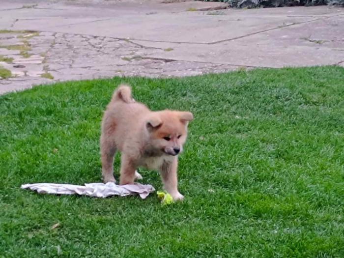 štenci japanske akite (akita inu) besplatni mali oglasi