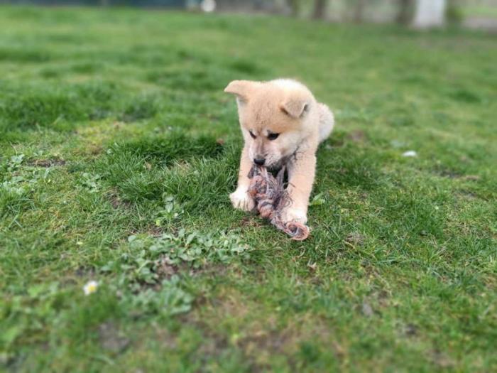 štenci japanske akite (akita inu) besplatni mali oglasi
