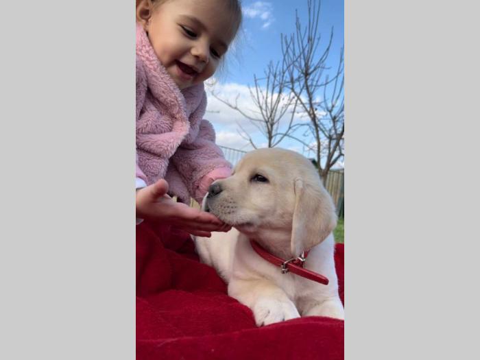 labrador retriver štenci besplatni mali oglasi