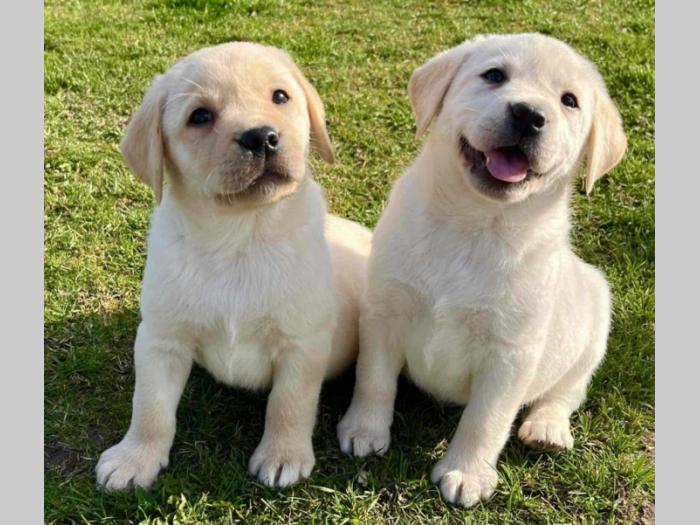labrador retriver štenci besplatni mali oglasi