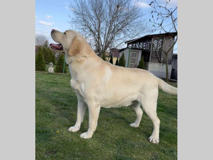 labrador retriver štenci besplatni mali oglasi