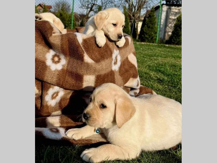 labrador retriver štenci besplatni mali oglasi