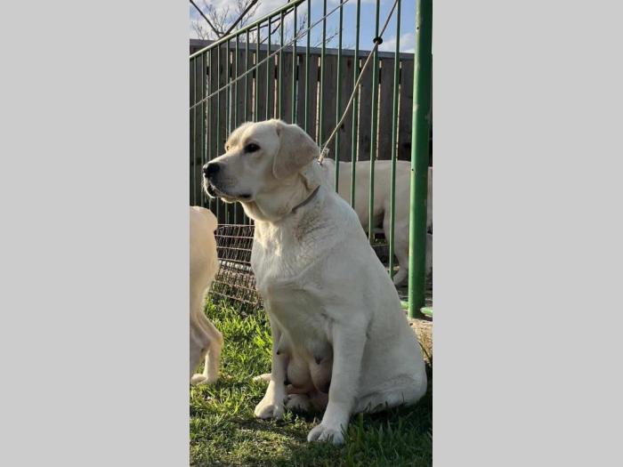 labrador retriver štenci besplatni mali oglasi