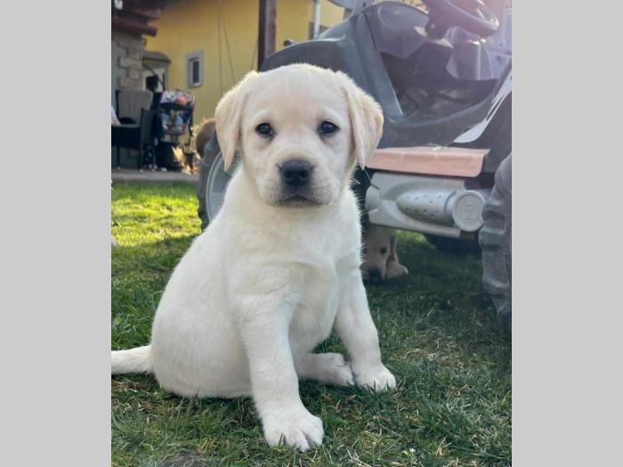 labrador retriver štenci besplatni mali oglasi