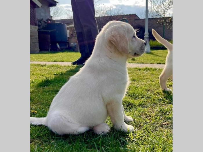 labrador retriver štenci besplatni mali oglasi