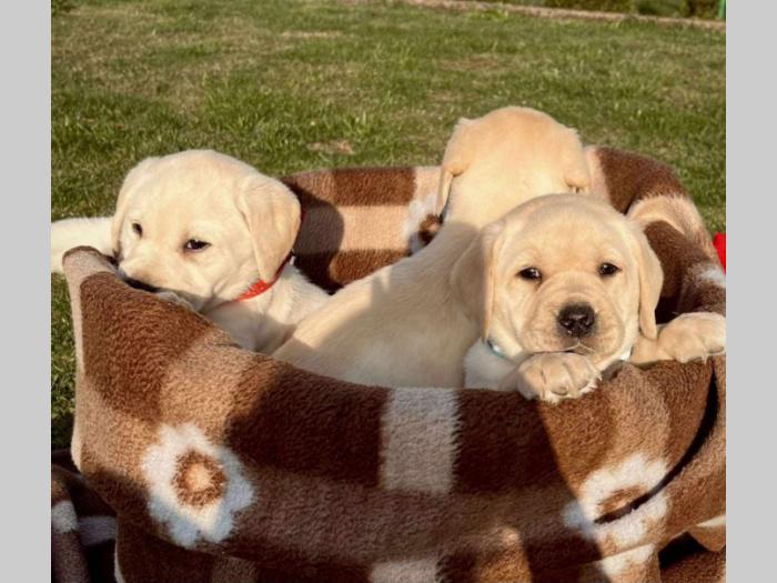 labrador retriver štenci besplatni mali oglasi