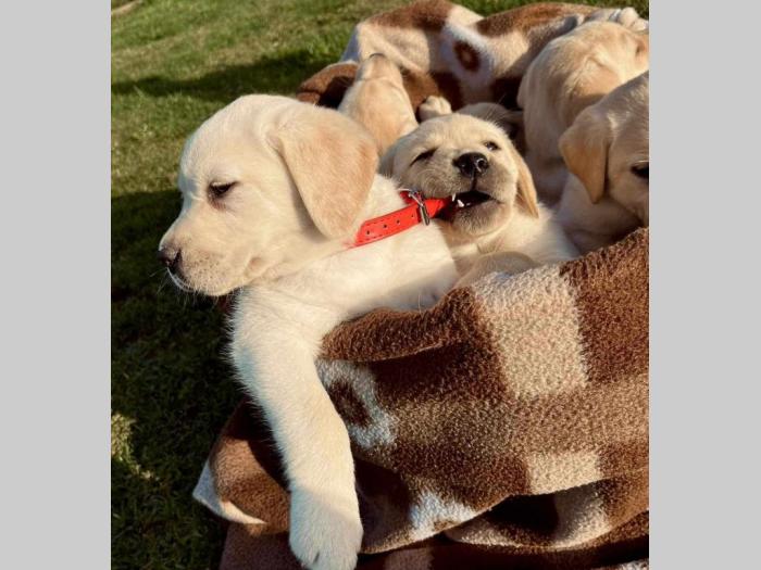 labrador retriver štenci besplatni mali oglasi