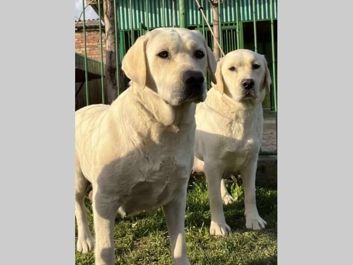 labrador retriver štenci besplatni mali oglasi