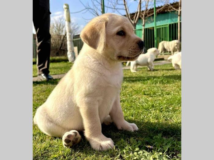 labrador retriver štenci besplatni mali oglasi