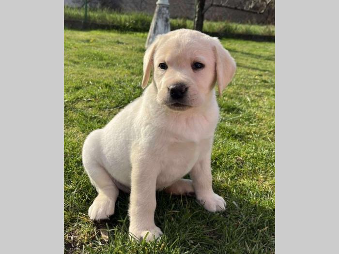 labrador retriver štenci besplatni mali oglasi