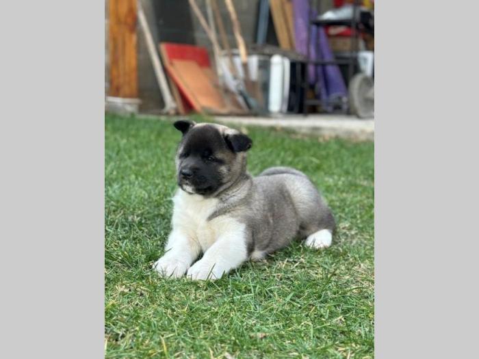 američka akita top štenci besplatni mali oglasi