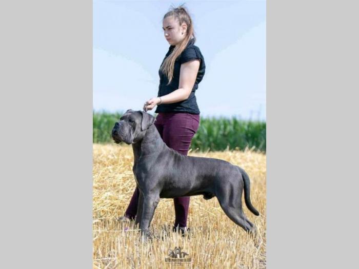 kane korso štenci besplatni mali oglasi
