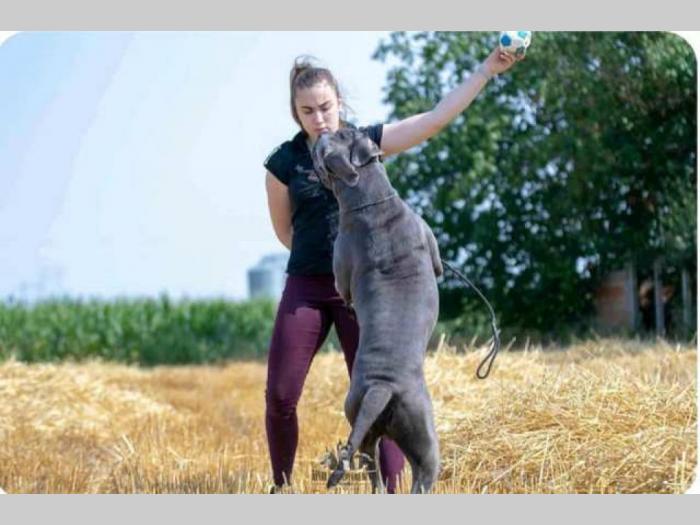 kane korso štenci besplatni mali oglasi