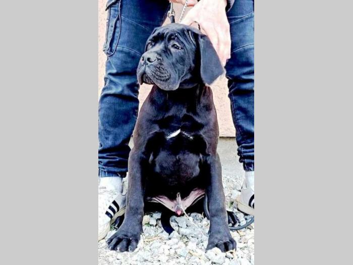 kane korso štenci besplatni mali oglasi
