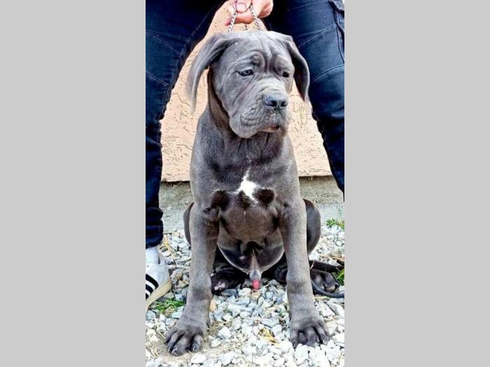 kane korso štenci besplatni mali oglasi