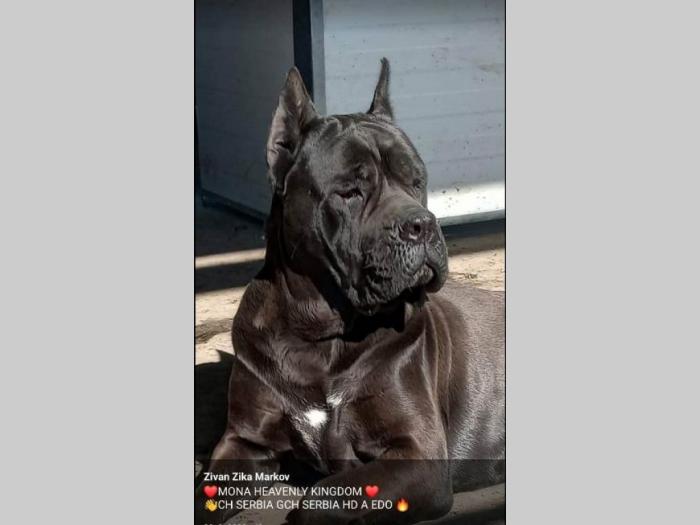 kane korso štenci besplatni mali oglasi