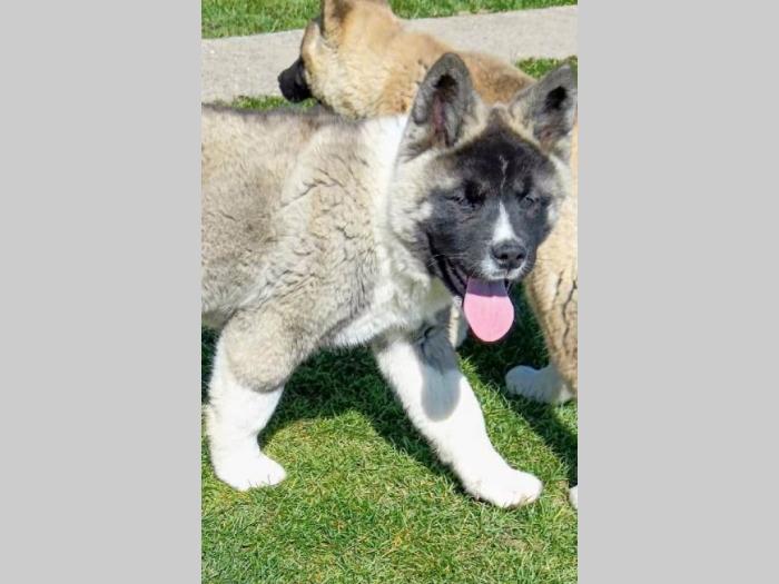 američka akita ženski štenci besplatni mali oglasi